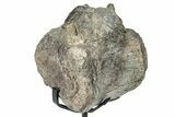 Fossil Hadrosaur Caudal Vertebra w/ Metal Stand - Texas #250260-2